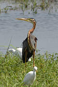 Purple Heron