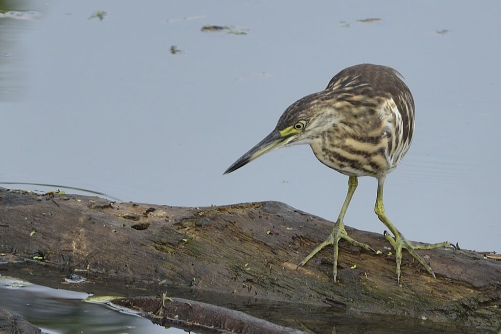 Striated Heronimmature