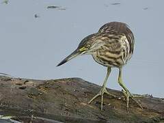 Striated Heron