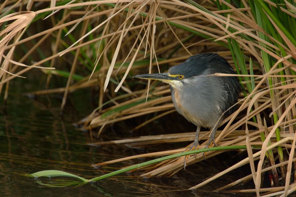 Striated Heronadult