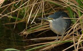 Striated Heron