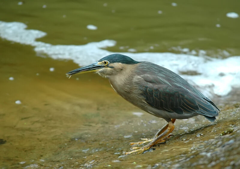 Striated Heron