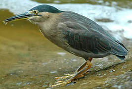 Striated Heron