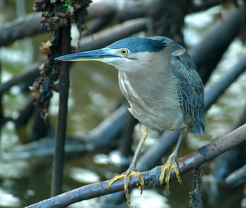 Striated Heron