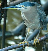 Striated Heron