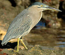 Striated Heron