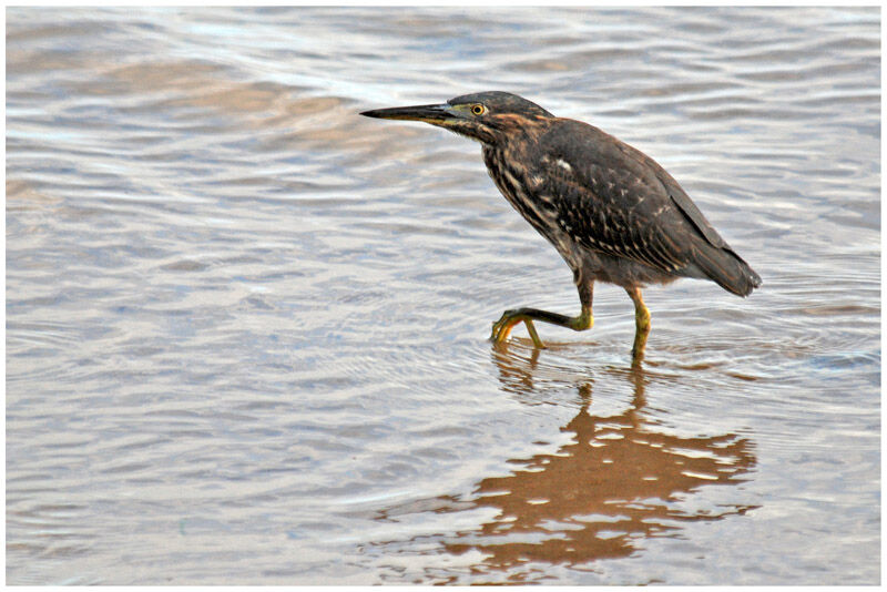 Héron striéimmature