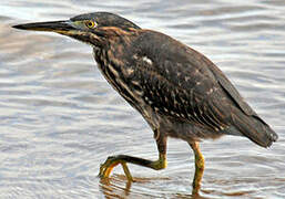 Striated Heron