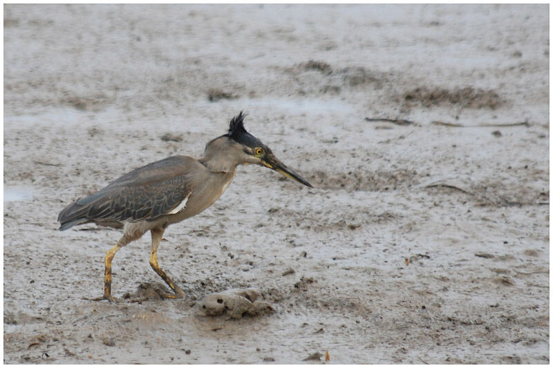 Striated Heronadult