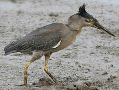 Striated Heron