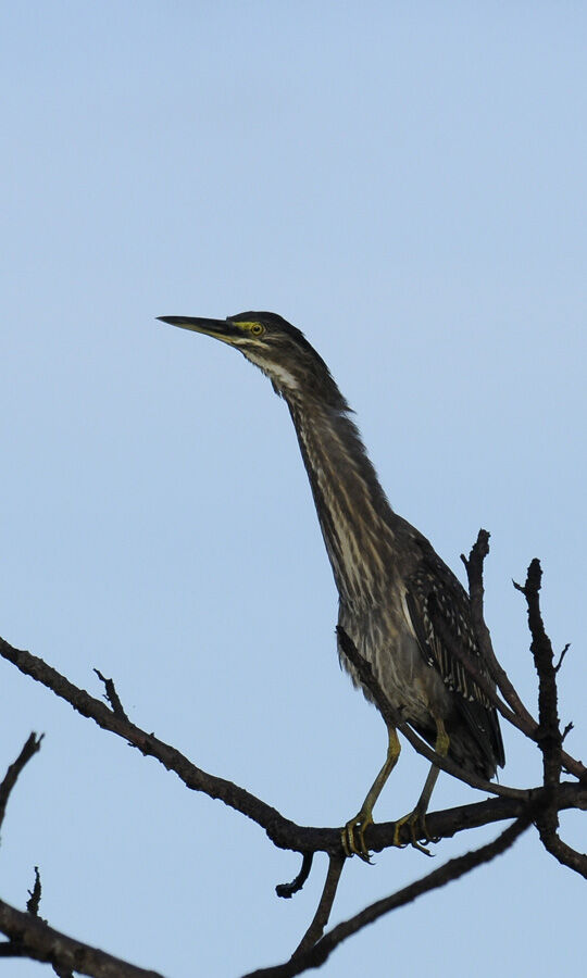 Striated Heronimmature