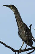 Striated Heron