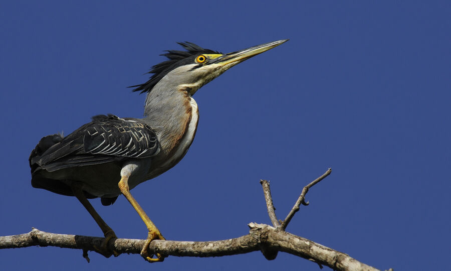 Striated Heronadult