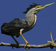 Striated Heron