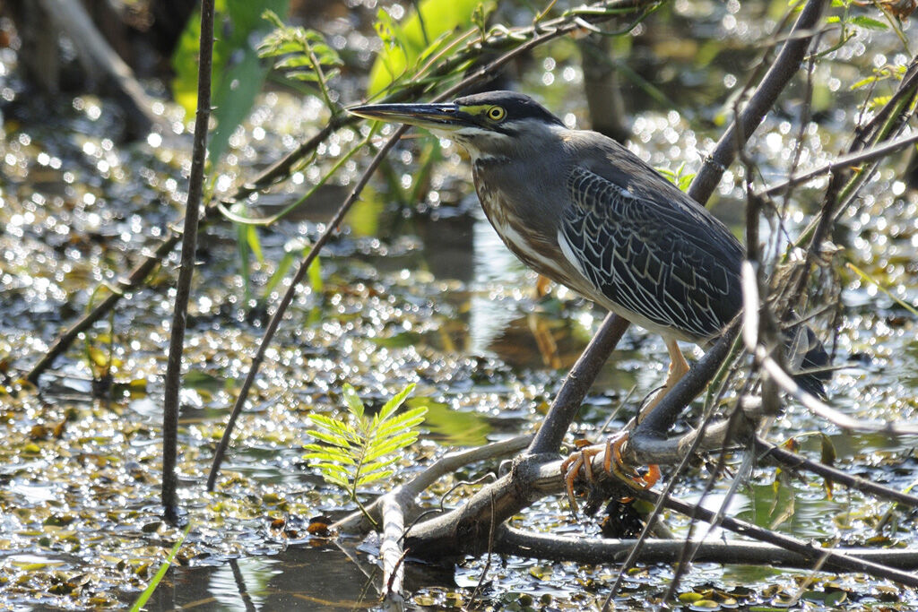 Striated Heronadult