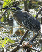 Striated Heron