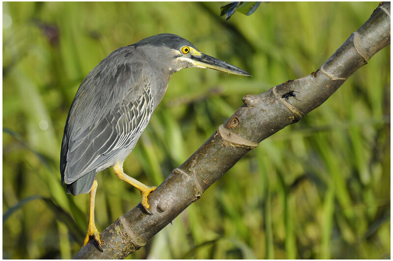 Striated Heronadult