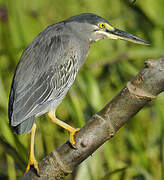 Striated Heron