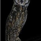 Hibou strié