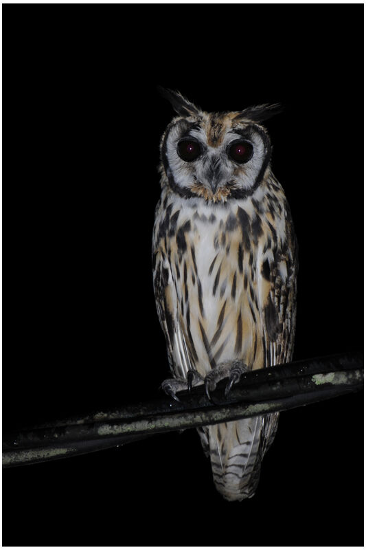 Hibou striéadulte