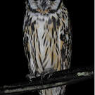 Hibou strié