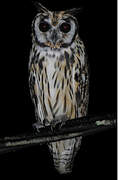 Striped Owl