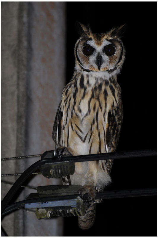 Striped Owladult