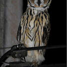Hibou strié