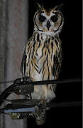 Striped Owl