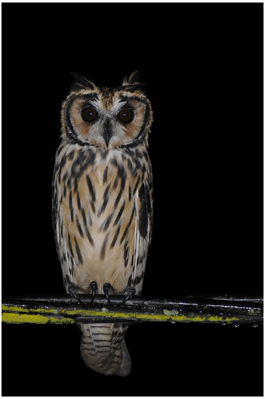 Striped Owlimmature