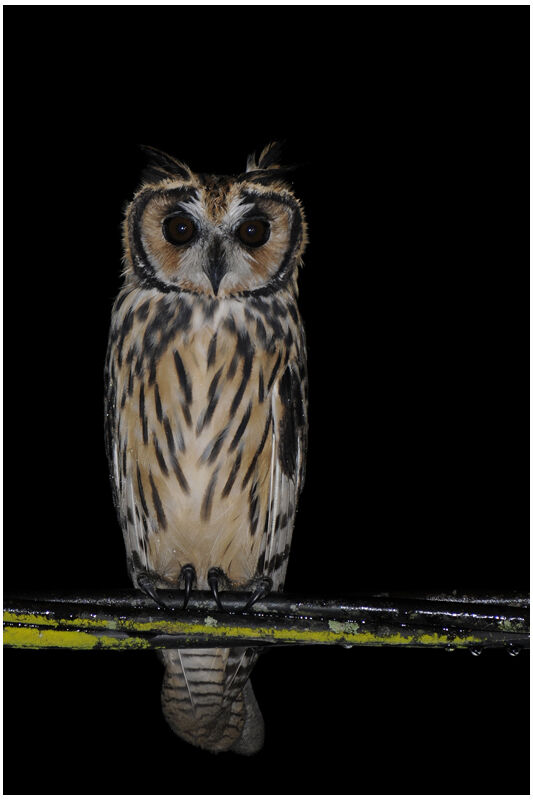 Hibou striéimmature