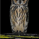 Hibou strié