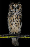 Striped Owl