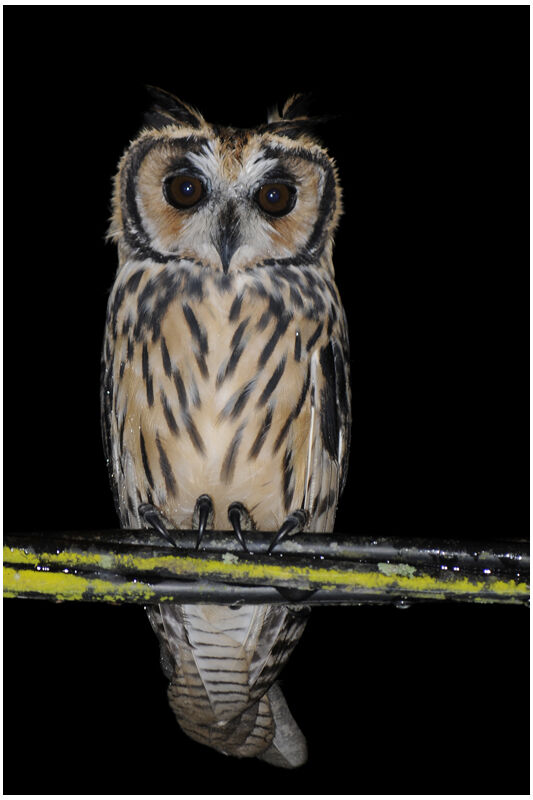 Hibou striéimmature