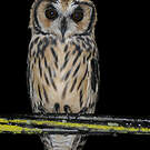 Hibou strié
