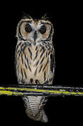 Hibou strié