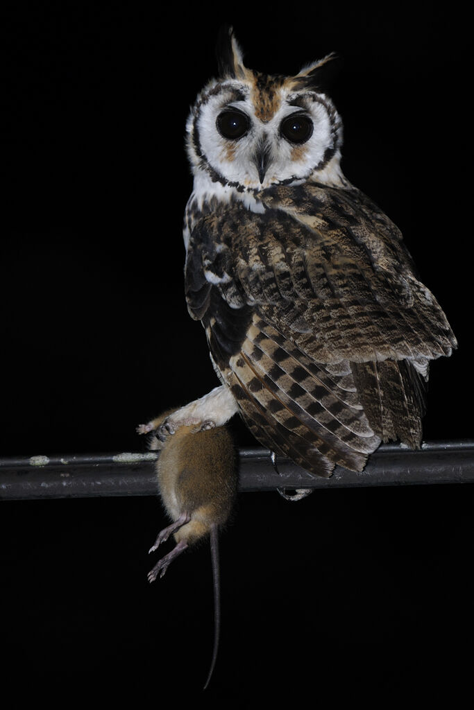 Striped Owl