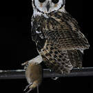 Hibou strié