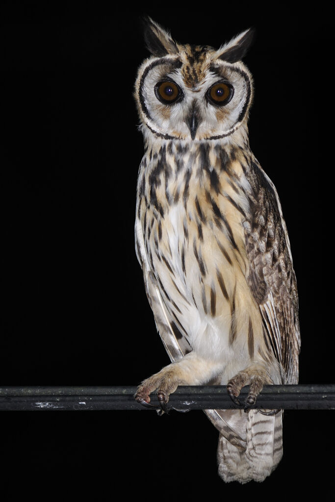 Striped Owladult