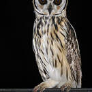 Hibou strié