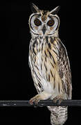 Striped Owl