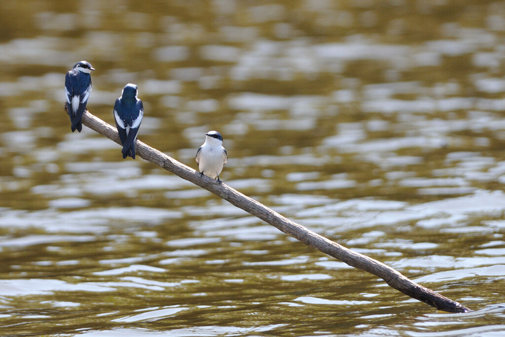 White-winged Swallowadult