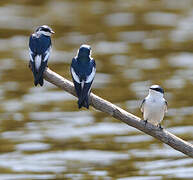 White-winged Swallow