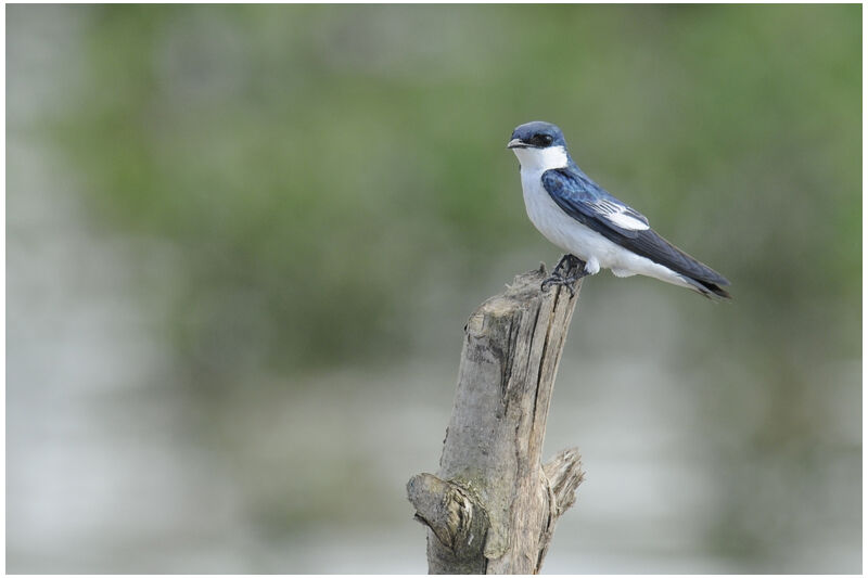 Hirondelle à ailes blanchesadulte