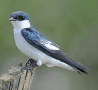 White-winged Swallow