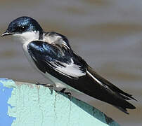 White-winged Swallow