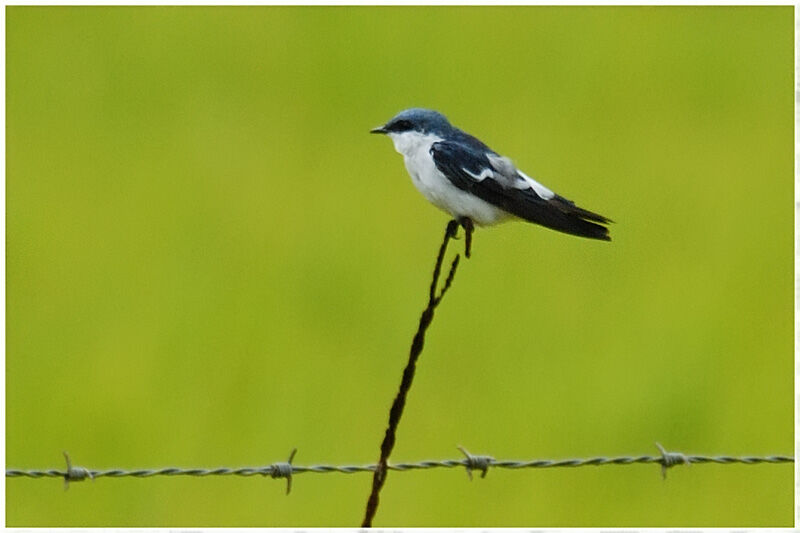 Hirondelle à ailes blanchesadulte