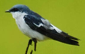 White-winged Swallow