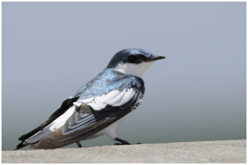 White-winged Swallowadult