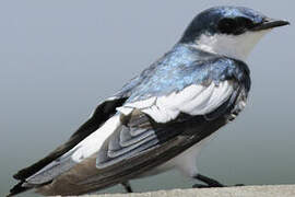 White-winged Swallow